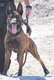 Canine Unit Canine
