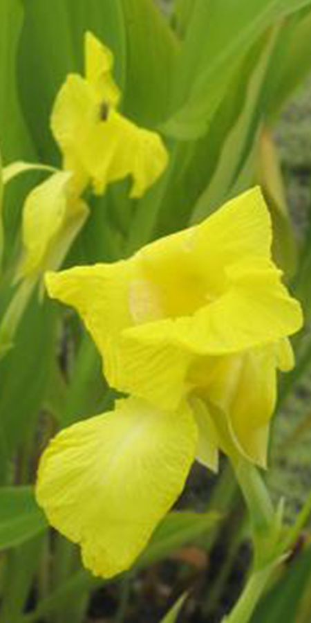 Canna plant