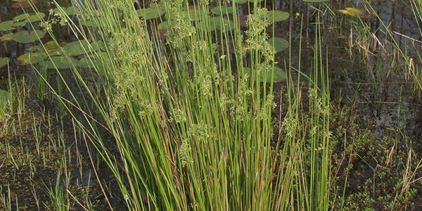 Juncus