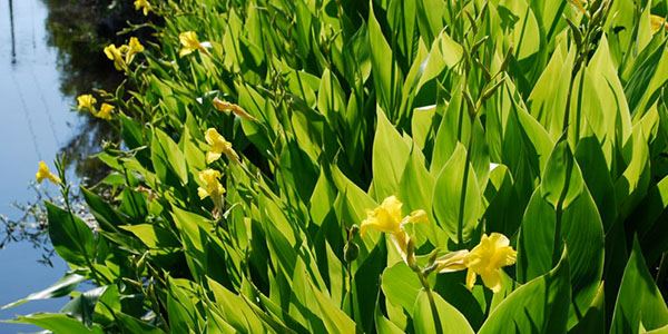Florida Canna
