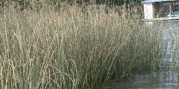 Giant Bulrush